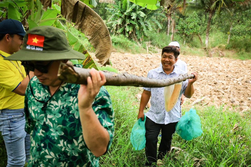 Du khách thích thú trải nghiệm về Cà Mau, vào rừng tự tay mình thu hoạch tổ ong trong thiên nhiên. (Ảnh: Hoài Nam/Vietnam+)