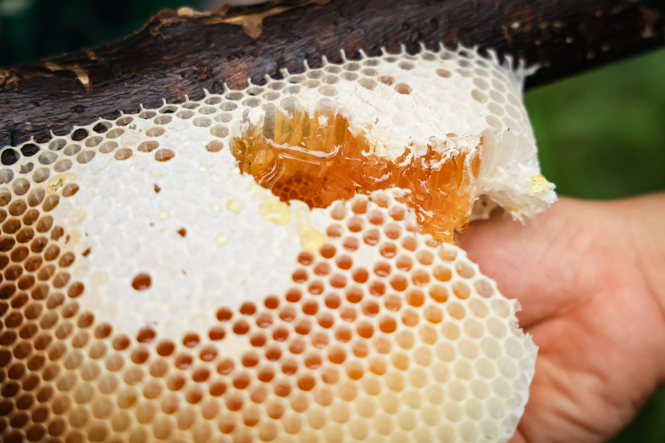 Thứ mật ngọt được kết tinh từ trăm nghìn bông hoa tràm làm ai cũng phấn khích, chuyền tay nhau vừa thưởng thức vừa chụp ảnh thức quà của rừng già. (Ảnh: Hoài Nam/Vietnam+)