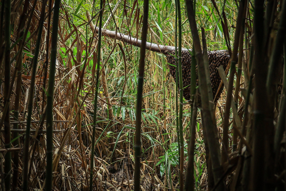 Bằng những kinh nghiệm dân gian, người dân miệt rừng U Minh nghĩ ra cách gác kèo để ong về xây tổ thay vì chỉ khai thác tự nhiên như trước đây. (Ảnh: Hoài Nam/Vietnam+)