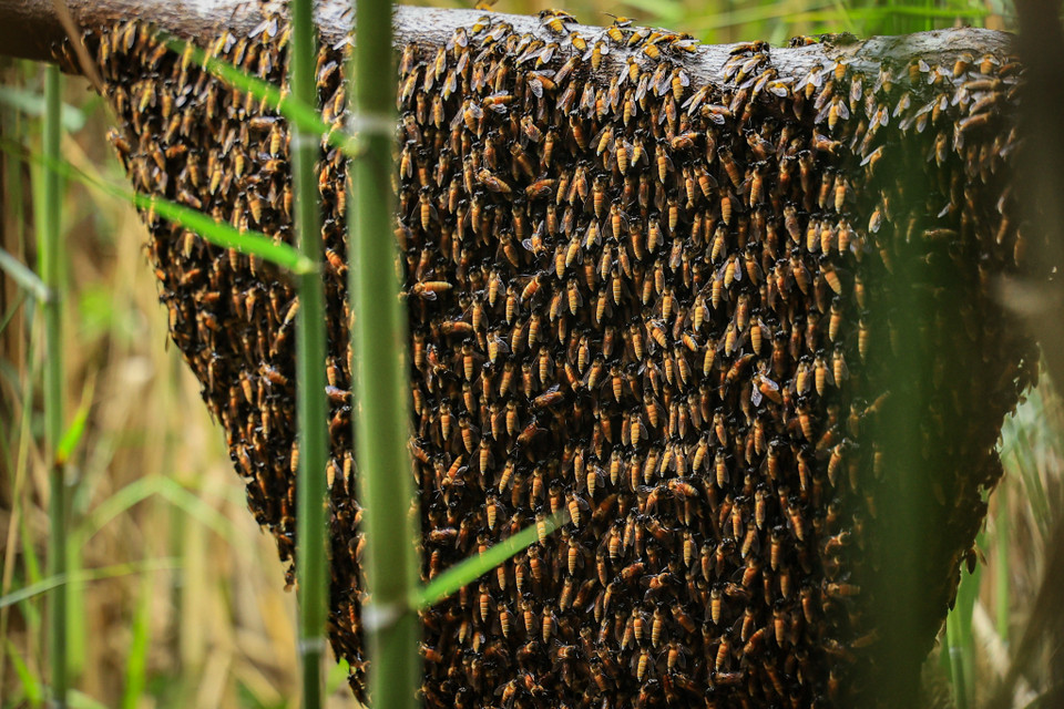 Nơi chọn trảng để gác kèo ong phải bằng phẳng và làm thế nào mặt nước được phản chiếu ánh sáng của mặt trời tia đều vào tấm kèo thì mới có thể dẫn dụ được ong về xây tổ. (Ảnh: Hoài Nam/Vietnam+)