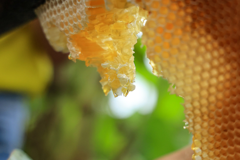 Mỗi tổ ong thường ‘ăn’ được 3 – 4 lần thì ong bỏ đi nơi khác. Mỗi lần ăn ong, người ta lấy được hàng chục, hàng trăm lít mật. Phần còn lại của tổ ong (gọi là sáp) làm nguyên liệu sản xuất đèn cầy, đèn thắp sáng. (Ảnh: Hoài Nam/Vietnam+)