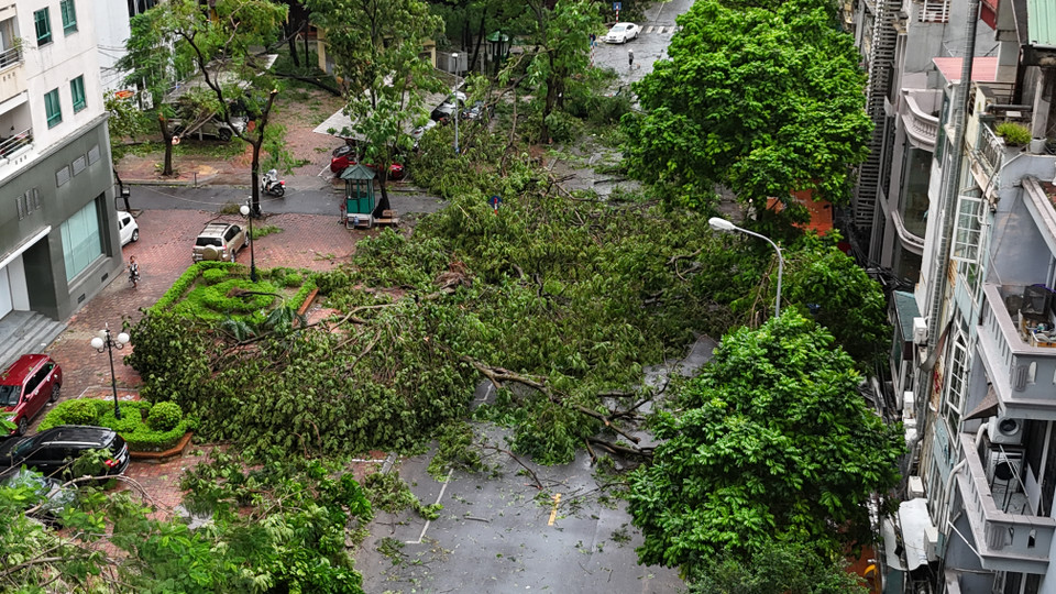Nhiều cây đổ chắn hoàn toàn phần đường phố Nguyễn Thị Định. (Ảnh: Hoài Nam/Vietnam+)