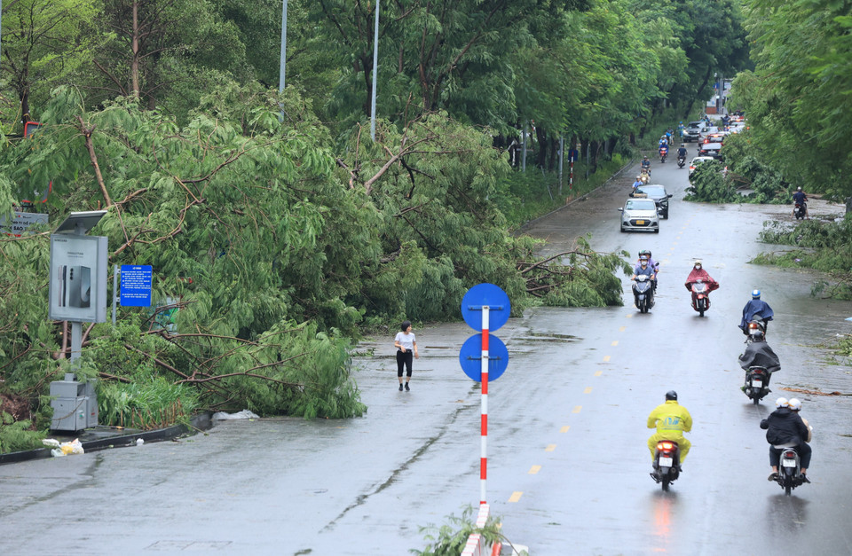 Cây xanh gãy đổ sau bão tại đường Huỳnh Thúc Kháng. (Ảnh: Hoài Nam/Vietnam+)