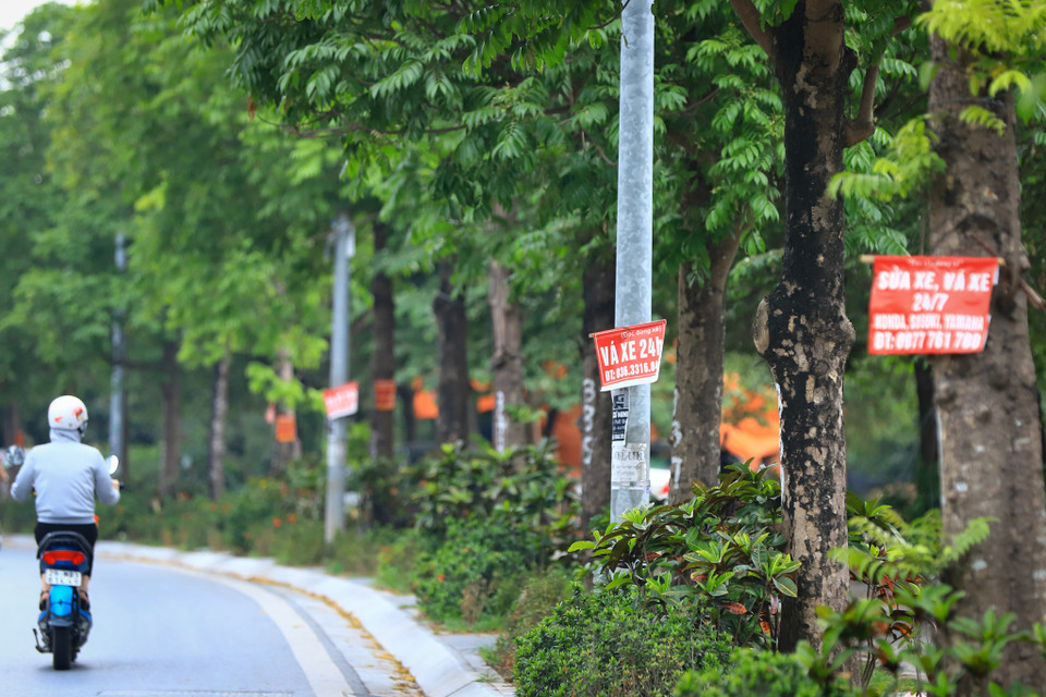 Dọc tuyến đường trồng cây xanh để mang lại cảnh quan đẹp nhưng lại bị biến thành nơi treo biển quảng cáo gây mất mỹ quan đô thị. (Ảnh: Hoài Nam/Vietnam+)