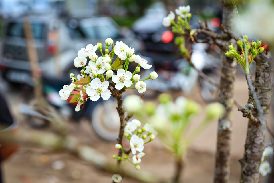 Những cành hoa lê nở bung trắng muốt, mang vẻ đẹp của núi rừng đến với người dân Thủ đô. (Ảnh: Hoài Nam/Vietnam+)