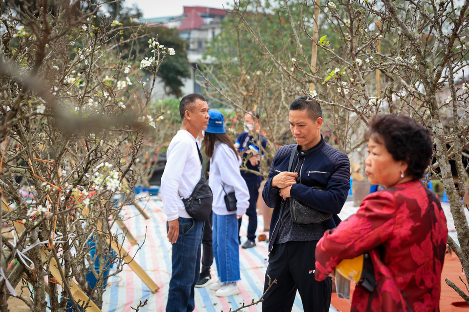 Một vài năm gần đây, những cành lê rừng được nhiều thương lái mang về Thủ đô được nhiều người ưa chuộng.