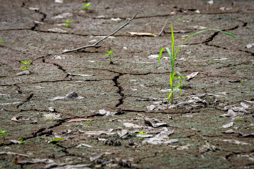 Thật khó để tin đây là mặt đáy của một hồ nước trong công viên giữa lòng Thủ đô. (Ảnh: Hoài Nam/Vietnam+)