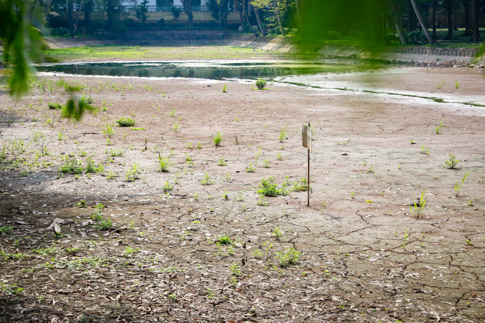 Trước thực trạng này, các cơ quan có thẩm quyền cần sớm có biện pháp để khôi phục hồ nước trong công viên Bách Thảo. (Ảnh: Hoài Nam/Vietnam+)