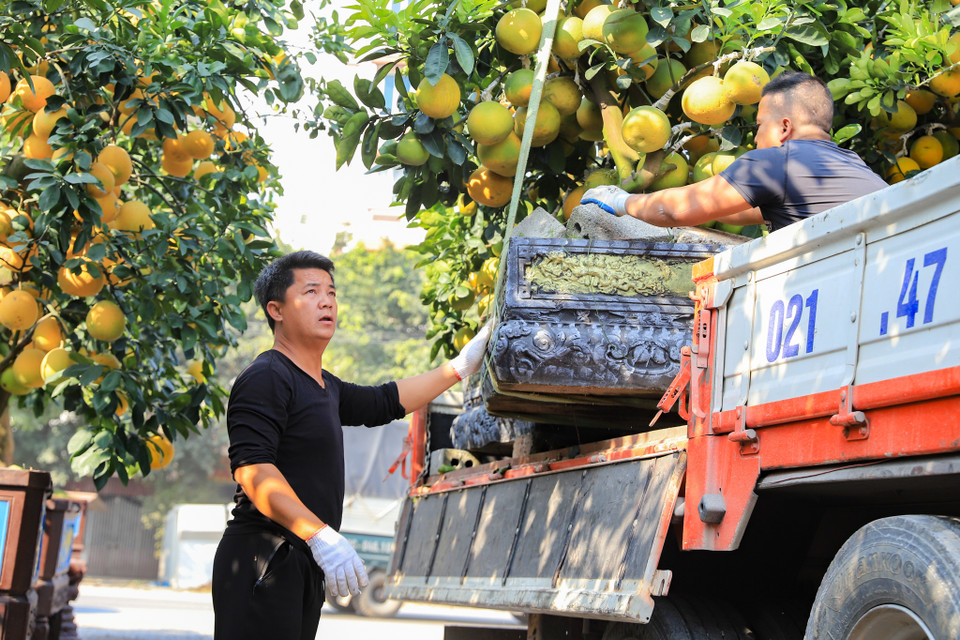Bên cạnh đó các nhà vườn cũng cho thuê các chậu bưởi để chơi trong dịp Tết, giá thành thấp hơn mua ‘đứt’ cả chậu khoảng 30%. (Ảnh: Hoài Nam/Vietnam+)
