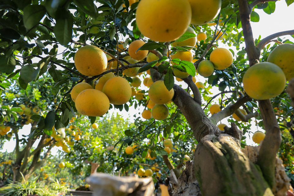 Theo anh Chính chia sẻ, tại vườn hiện nay cũng có khoảng hơn 400 gốc bưởi với nhiều kiểu dáng khác nhau, ví dụ như dáng tam đa tượng trưng cho Phúc-Lộc-Thọ, ngũ phúc tượng trưng cho Phúc-Lộc-Thọ-An-Khang , một thân tượng trưng cho chính trực, một thân đi lên… (Ảnh: Hoài Nam/Vietnam+)