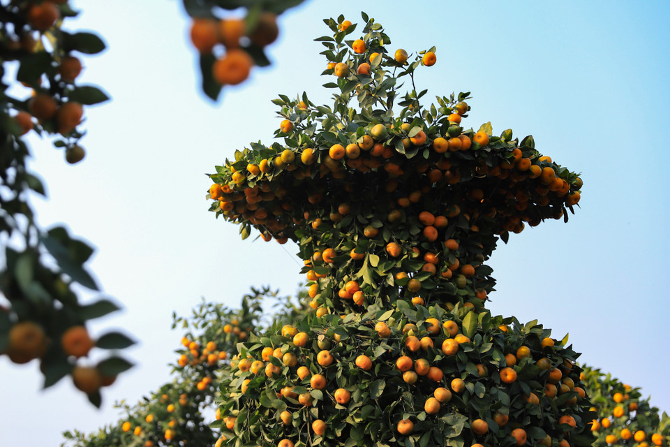 Chủ vườn quýt lộc bình cho biết để có một cây quýt lộc bình đẹp thì yêu cầu quả phải căng mọng, vàng, lá tươi xanh và nhiều lộc non. (Ảnh: Hoài Nam/Vietnam+)