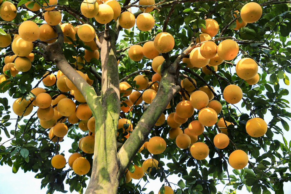 Sỡ dĩ nhiều người chọn chơi bưởi là bởi họ quan niệm những cây bưởi sai trĩu cành là biểu tượng của sự sum họp, đoàn viên. Nếu trồng cây trước nhà sẽ giúp gia đình hòa thuận, có được nhiều niềm vui cũng như hạnh phúc. (Ảnh: Hoài Nam/Vietnam+)