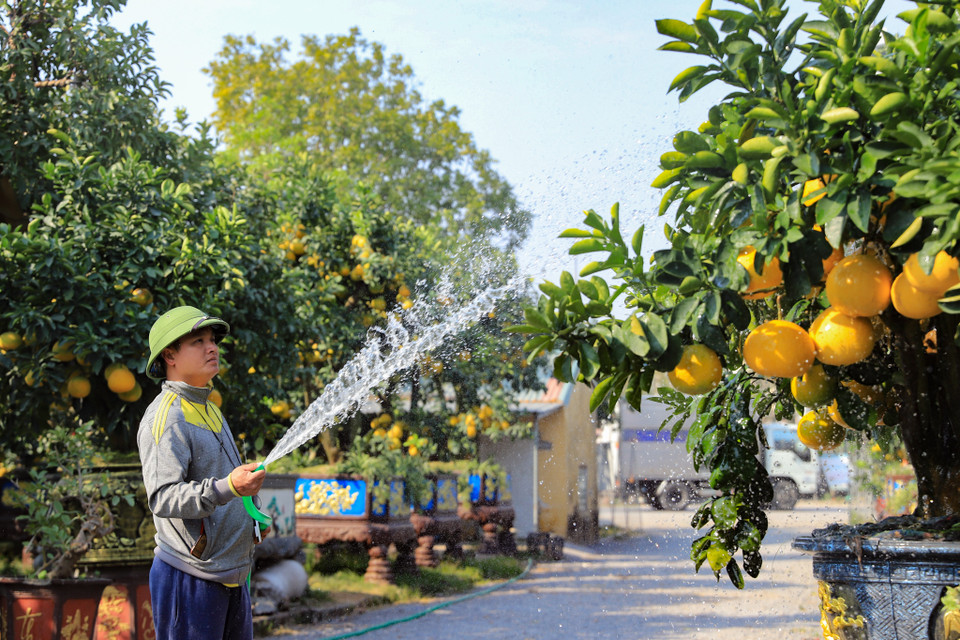 Những cây bưởi được chủ vườn chăm sóc rất tỷ mỉ, kỹ lưỡng từ khâu vận chuyển cho tới công đoạn tưới phun. Vào thời tiết khô hanh như hiện tại sẽ phải tưới nước từ 1-2 lần một ngày. (Ảnh: Hoài Nam/Vietnam+)