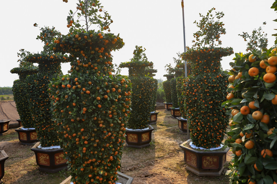 Theo ghi nhận, cả khu vườn của anh Nguyễn Văn Thạnh (Văn Giang, Hưng Yên) có khoảng 30 cặp quýt được tạo theo kiểu dáng lộc bình vô cùng bắt mắt, ấn tượng. (Ảnh: Hoài Nam/Vietnam+)