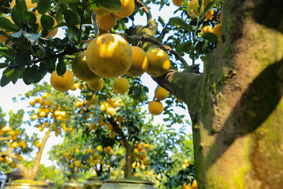 Quá trình để hoàn thiện một cây bưởi lên chậu mất khoảng 2 năm chăm sóc. Mỗi cây bưởi được tạo thế và ghép khi mang về vào tầm tháng 9, tháng 10 năm trước. Sau đó, người trồng thực hiện dong xuống đất đợi bật mầm rồi dong cây và tạo thế từ thời điểm này, tiếp tục dong khoảng 1 năm sau rồi khoảng tháng 9, tháng 10 lên chậu và đến tháng 4 năm tiếp theo mới thực hiện ghép quả. (Ảnh: Hoài Nam/Vietnam+)