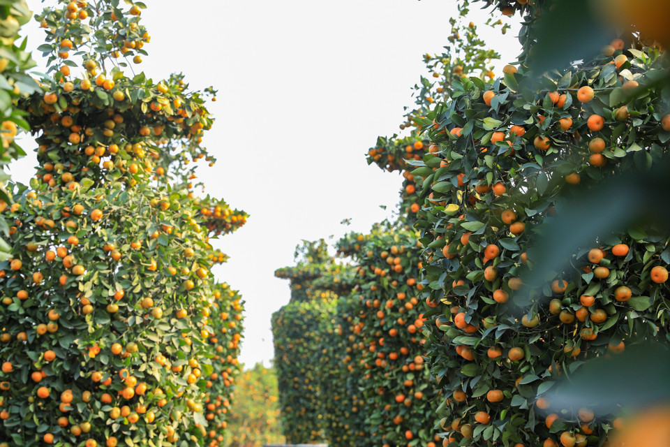 Năm nay, do tác động thời tiết ấm hơn so với mọi năm nên quả quýt chưa lên mã đẹp, người dân mong thời tiết sẽ lạnh hơn vào dịp giáp Tết để quả lên màu đẹp hơn. (Ảnh: Hoài Nam/Vietnam+)