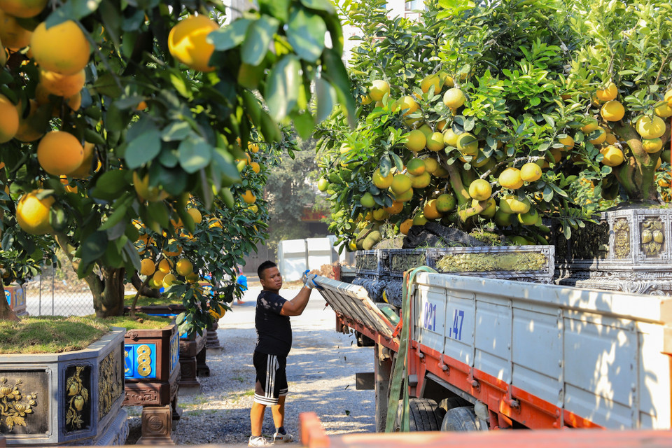 Hiện tại, vườn bưởi cảnh của anh đã có những đơn hàng từ sớm khoảng gần 100 cây vận chuyển vào phía Nam để tiêu thụ dịp Tết. (Ảnh: Hoài Nam/Vietnam+)