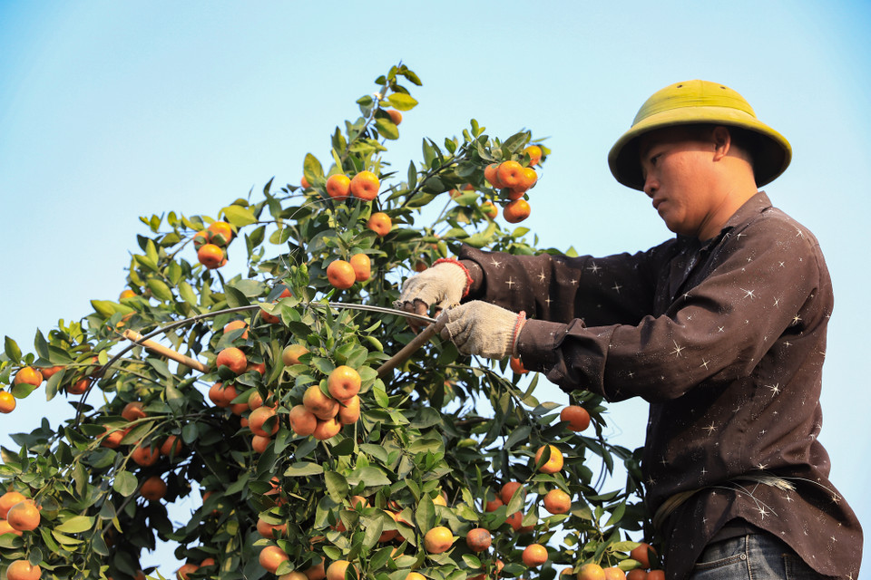 Mọi công đoạn cần phải thật sự tỉ mỉ, cầu kỳ thì người thợ mới có thể tạo ra một chậu quất lộc bình có giá thành cao. (Ảnh: Hoài Nam/Vietnam+)