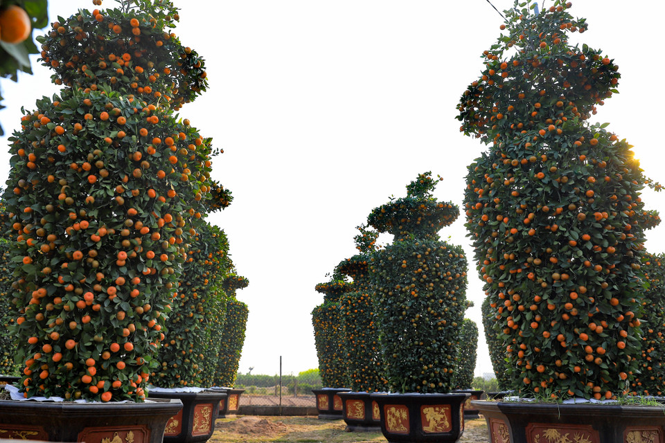 Chủ vườn quýt lộc bình cho biết: 'Việc chăm sóc rất công phu và cầu kỳ. Từ lúc trồng cho tới khi tạo ra một sản phẩm quất lộc bình mất khoảng 1 năm.' (Ảnh: Hoài Nam/Vietnam+)