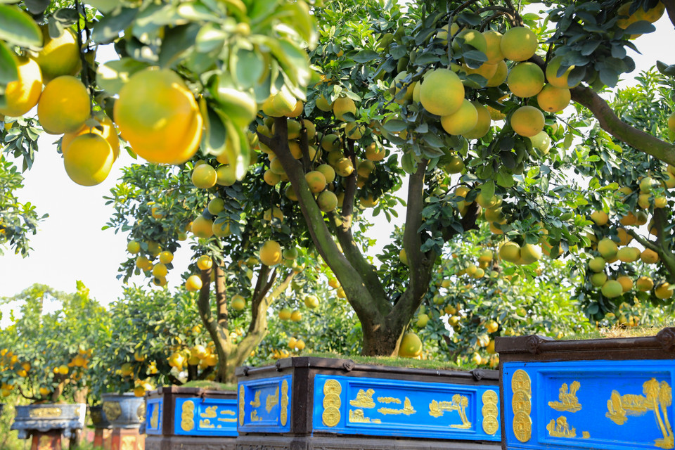 Những chậu cây có hình tròn, vuông hay chữ nhật cũng được chủ vườn chọn lựa kỹ lưỡng nhằm phù hợp với từng dáng, thế của những gốc cây bưởi. (Ảnh: Hoài Nam/Vietnam+)