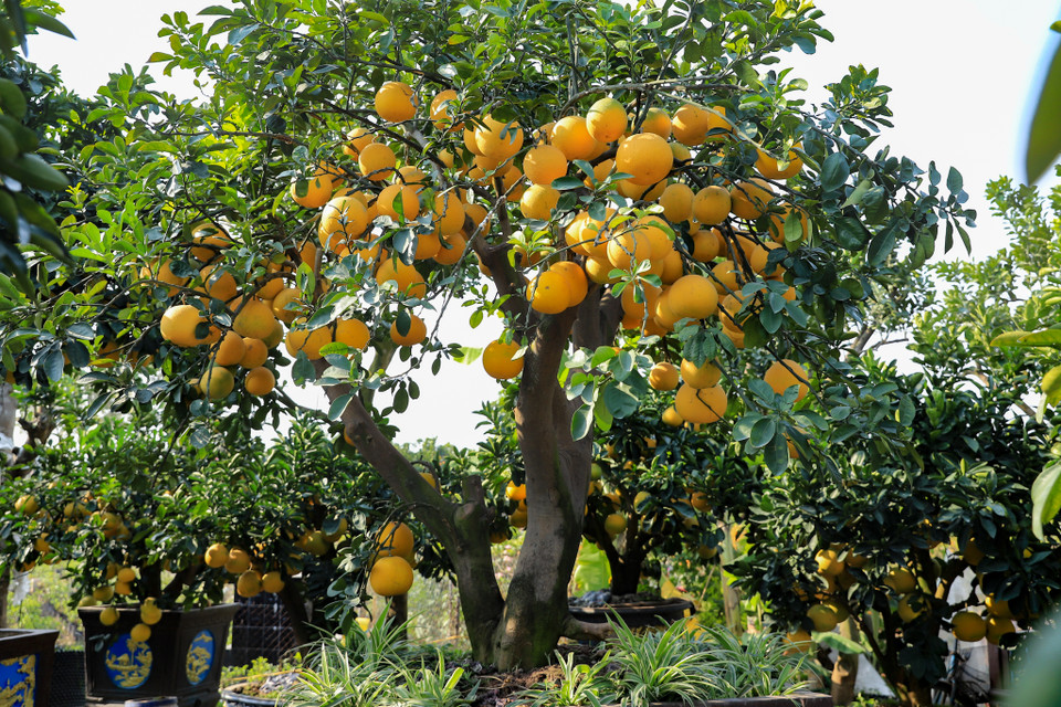 Theo các nhà vườn khác chia sẻ, năm nay lượng tiêu thụ hàng Tết có nhanh hơn mọi năm và dự kiến sẽ bán hết trong khoảng từ 23-25 tháng 12 âm lịch. (Ảnh: Hoài Nam/Vietnam+)