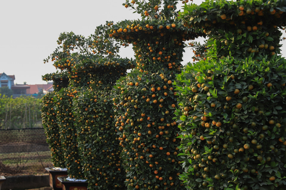 Người dân xã Liên nghĩa chủ yếu trông quất cảnh nhưng anh Thạnh lựa chọn cây quýt để lên dáng lộc bình khổng lồ, tạo sự mới mẻ và thu hiệu quả kinh tế cao hơn. (Ảnh: Hoài Nam/Vietnam+)