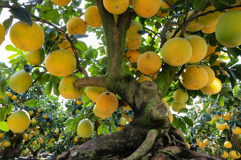 Bên cạnh đó, bưởi thuộc cây họ cam chanh, manh ý nghĩa tốt lành về mặt sức khoẻ. Màu vàng ươm của bưởi thể hiện cho sự ấm áp, may mắn. Nó là màu đẹp khởi sắc đầu năm để cả năm làm ăn tấn tới. Ngoài ra, màu vàng còn là màu của vàng bạc, châu báu thể hiện tài lộc. (Ảnh: Hoài Nam/Vietnam+)