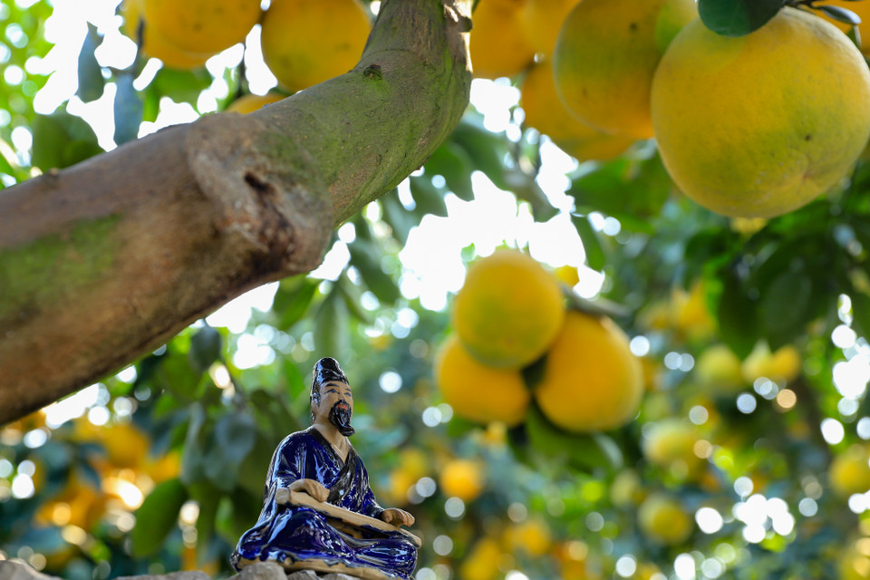 Dáng đứng của cây bưởi là một trong những đặc điểm cốt lõi giúp nó ghi điểm tuyệt đối với nhiều nhà chơi cây cảnh. Nó tượng trưng cho sự vững chắc của hạnh phúc gia đình, công việc và sự nghiệp. (Ảnh: Hoài Nam/Vietnam+)