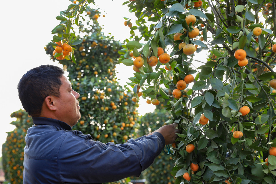 Trong quá trình tạo dáng để cho ra sản phẩm đẹp, người thợ phải định hình được thành phẩm tùy thuộc vào từng cây khác nhau. 3 công đoạn quan trọng nhất là tạo dáng cho chân bình, vai bình và ngọn. (Ảnh: Hoài Nam/Vietnam+)