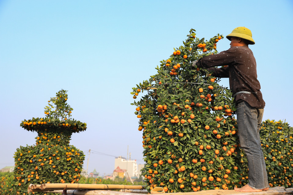 Theo chủ vườn chia sẻ, không phải cây quýt nào cũng tạo được dáng. Đôi khi trong vườn hàng trăm gốc nhưng chỉ chọn được một gốc ưng ý để đánh lên chậu chăm sóc, nuôi dưỡng và uốn nắn. (Ảnh: Hoài Nam/Vietnam+)
