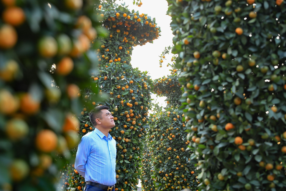 Đến thời điểm này, đã có nhiều khách đến vườn để xem và mua những cây quýt lộc bình khổng lồ về chưng dịp Tết 2023. (Ảnh: Hoài Nam/Vietnam+)