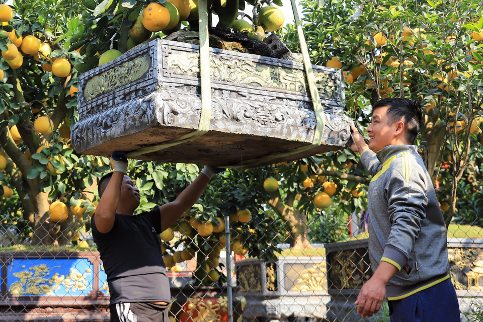 Vườn bưởi của anh Hoàng Chính hiện năm nay có khoảng 500 cây với nhiều mức giá từ vài triệu đồng đến những cây đắt nhất giá khoảng 300 triệu đồng. (Ảnh: Hoài Nam/Vietnam+)