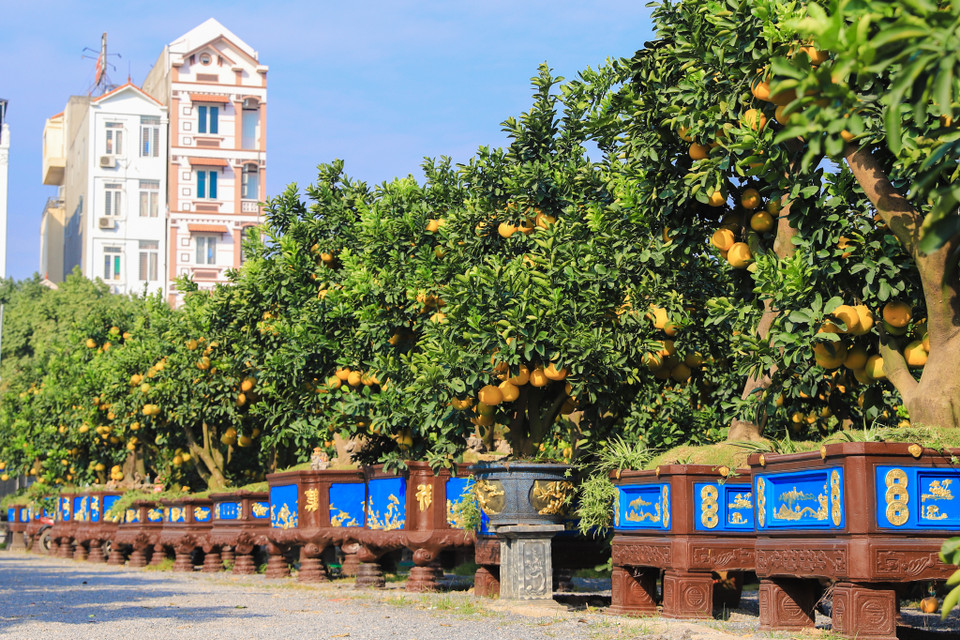 Ngoài những chậu đào, quất, mai.. được nhiều người tìm kiếm để chơi trong dịp Tết thì những năm trở lại đây, những chậu bưởi trĩu quả cũng khá phổ biến trong danh mục cây cảnh ngày Tết của người dân. (Ảnh: Hoài Nam/Vietnam+)