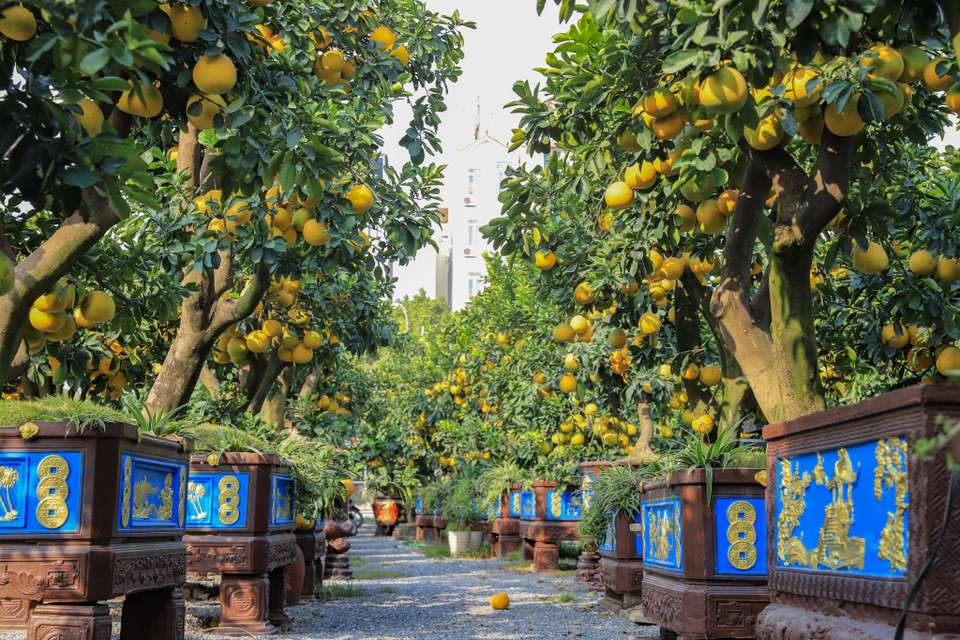 Là đầu mối cung cấp bưởi cảnh lớn cho khắp các tỉnh từ Bắc vào Nam, nhiều nhà vườn trồng bưởi tại Văn Giang (Hưng Yên) có những gốc bưởi có giá lên tới cả vài trăm triệu đồng. (Ảnh: Hoài Nam/Vietnam+)