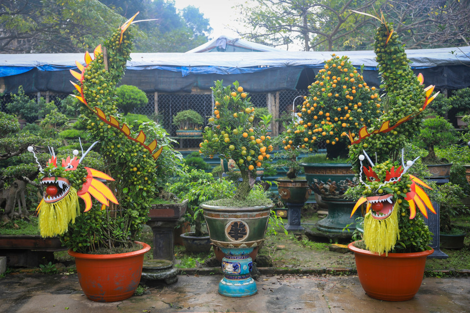 Năm nay, ông Xuân cho ra mắt một cặp Rồng quất dáng đứng được uốn từ 6 cây quất. (Ảnh: Hoài Nam/Vietnam+)