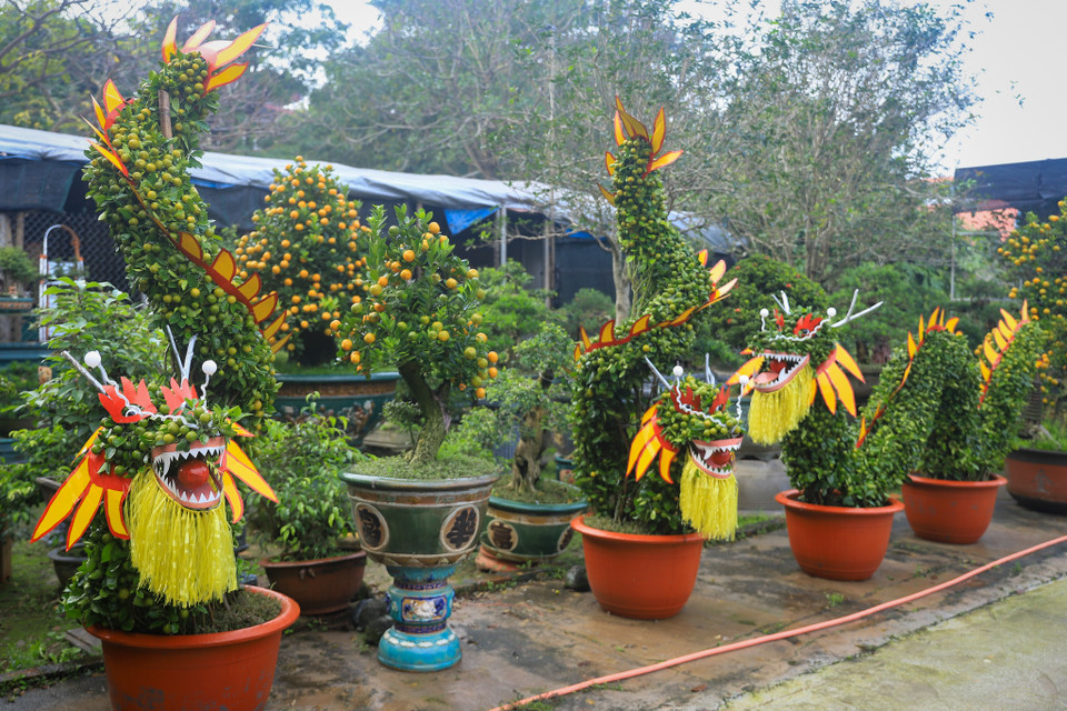 Để có thể tạo nên con Rồng bằng quất, ông Xuân phải chăm sóc tỉ mỉ sao cho cây cho ra nhiều nhánh, nhiều quả, sai trái. (Ảnh: Hoài Nam/Vietnam+)