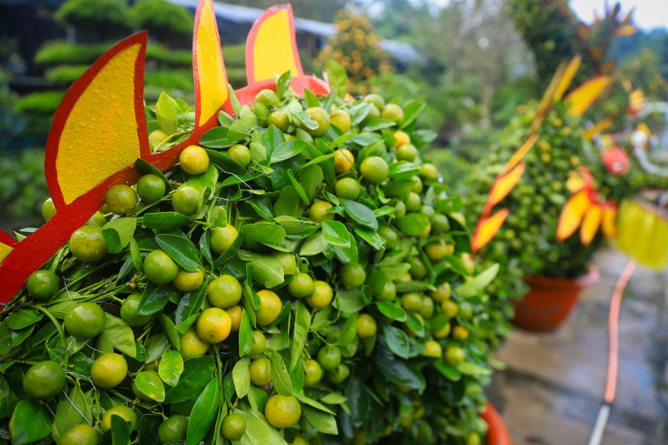 Những cây quất tạo hình Rồng được tuyển chọn kỹ lưỡng, đưa vào chế độ chăm sóc đặc biệt từ khoảng tháng 7 năm 2023, cho lên chậu, tiến hành vào khung và hoàn thiện tác phẩm. (Ảnh: Hoài Nam/Vietnam+)