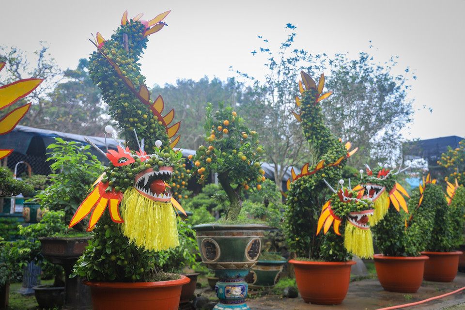 Cây quất ghép với cây cần thăng thường có tính biểu tượng cho một cái Tết no ấm, sum vầy cùng với dáng linh vật Rồng của năm 2024. (Ảnh: Hoài Nam/Vietnam+)