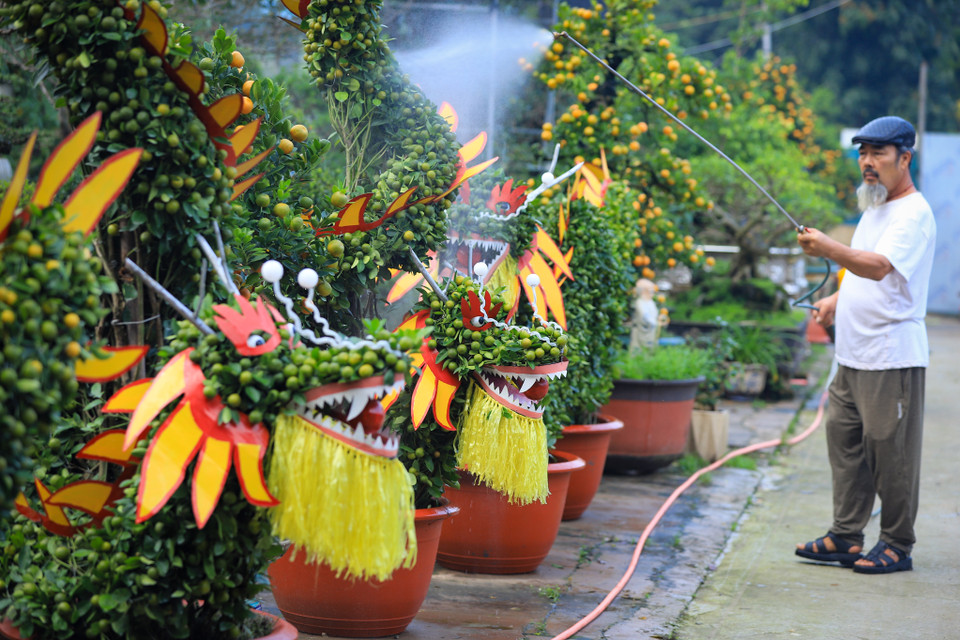 Ấp ủ ý tưởng làm những con Rồng bằng cây quất từ năm 2022, năm nay ông Xuân mới bắt tay vào hoàn thành để chào đón Tết Giáp Thìn 2024. (Ảnh: Hoài Nam/Vietnam+)