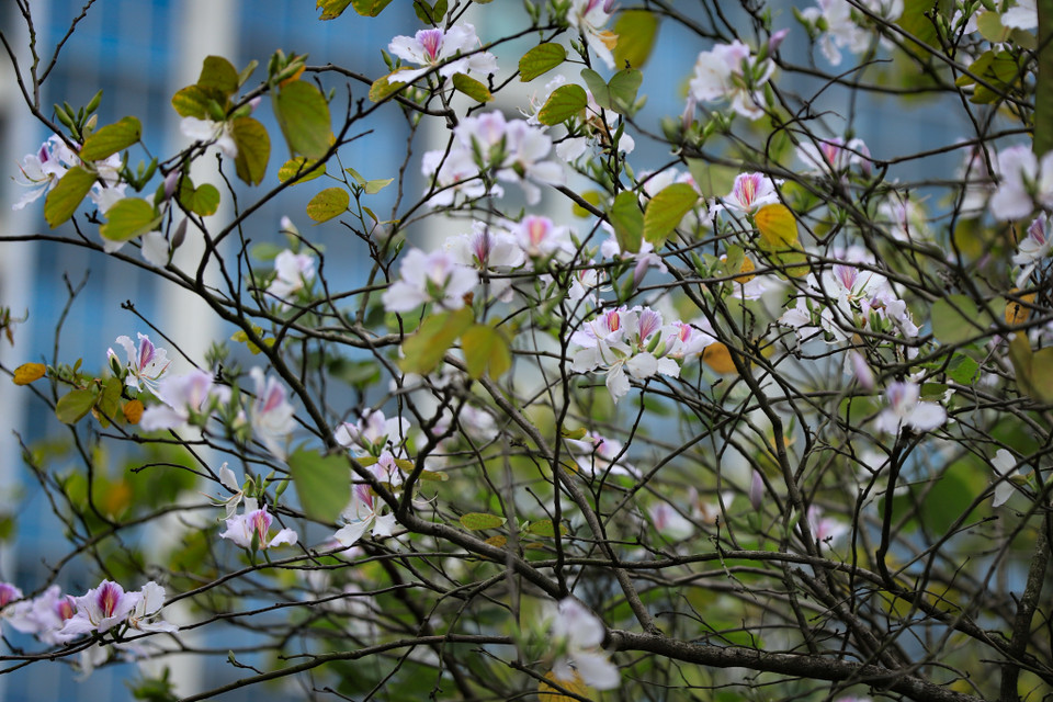 Những bông hoa ban nở liên tục và giữ trên mình những nụ hoa e ấp, như Nguyễn Tuân đã viết: ‘Hoa ban cứ rụng xuống suốt dặm dài, ngày hôm đầu vừa nở vừa rụng, ngày hôm sau vẫn liên tiếp nở và rụng.’ (Ảnh: Hoài Nam/Vietnam+)