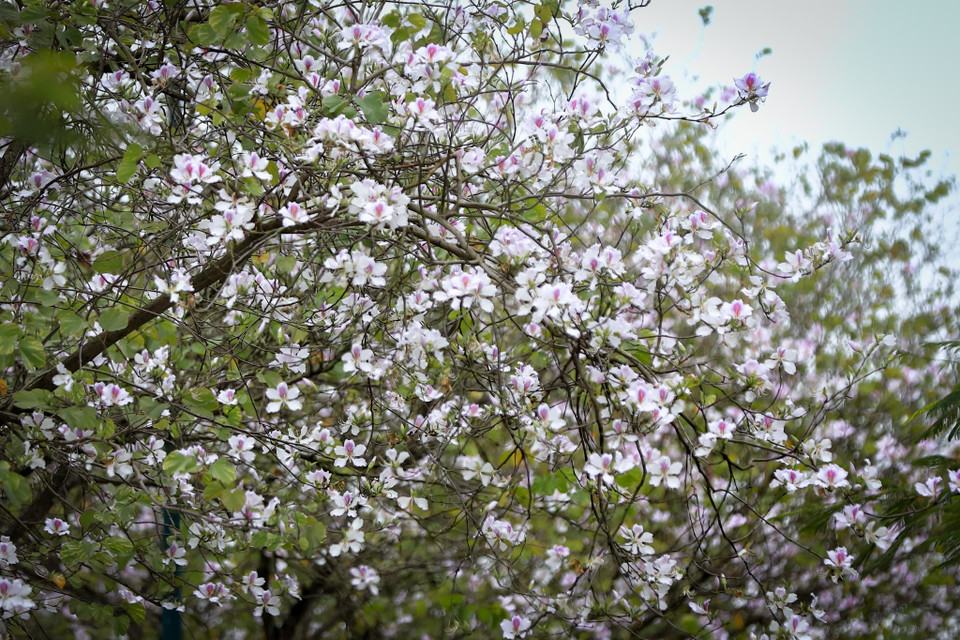 Loài hoa đặc trưng núi rừng Tây Bắc này thường có màu màu trắng xen lẫn hồng tím, khoe sắc dịu dàng khiến nhiều người say mê, yêu thích. (Ảnh: Hoài Nam/Vietnam+)
