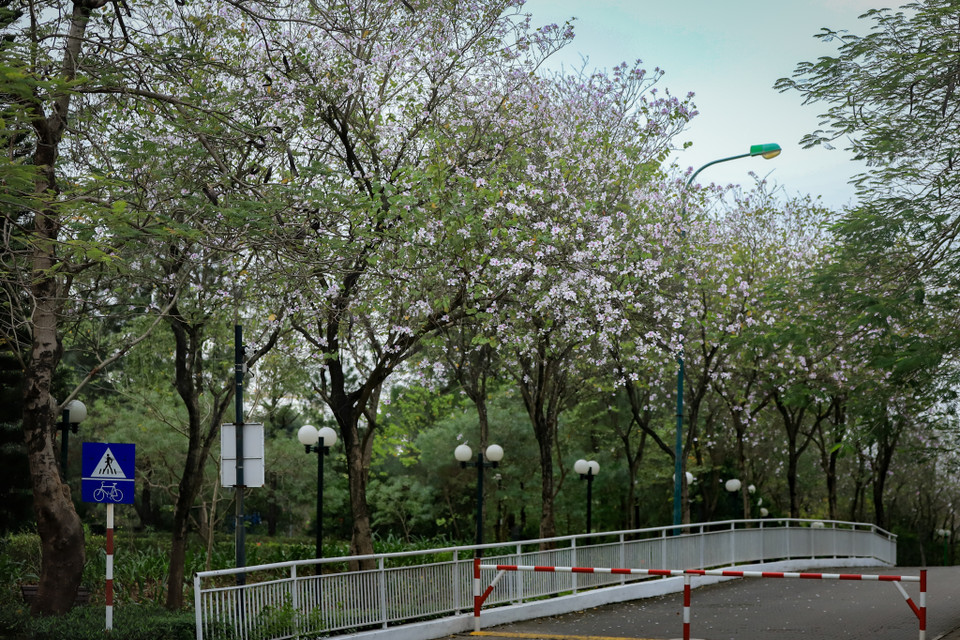 Con đường hoa ban đang dần nở rộ tại một khu đô thị thuộc quận Bắc Từ Liêm (Hà Nội). (Ảnh: Hoài Nam/Vietnam+)