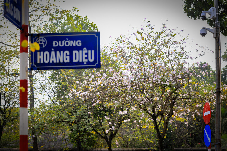 Tạm xa vẻ đẹp của những bông cúc họa mi hay hoa đào, tháng 2 này Hà Nội có sự xuất hiện của một góc trời hoa ban. (Ảnh: Hoài Nam/Vietnam+)