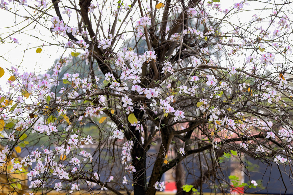 Cây ban thân mộc, chia cành phân nhánh như bàn tay. Về mùa Đông, cây ban tự mình trút lá, dồn nhựa vào thân, đợi sang xuân ấm áp đâm chồi nảy lộc. (Ảnh: Hoài Nam/Vietnam+)