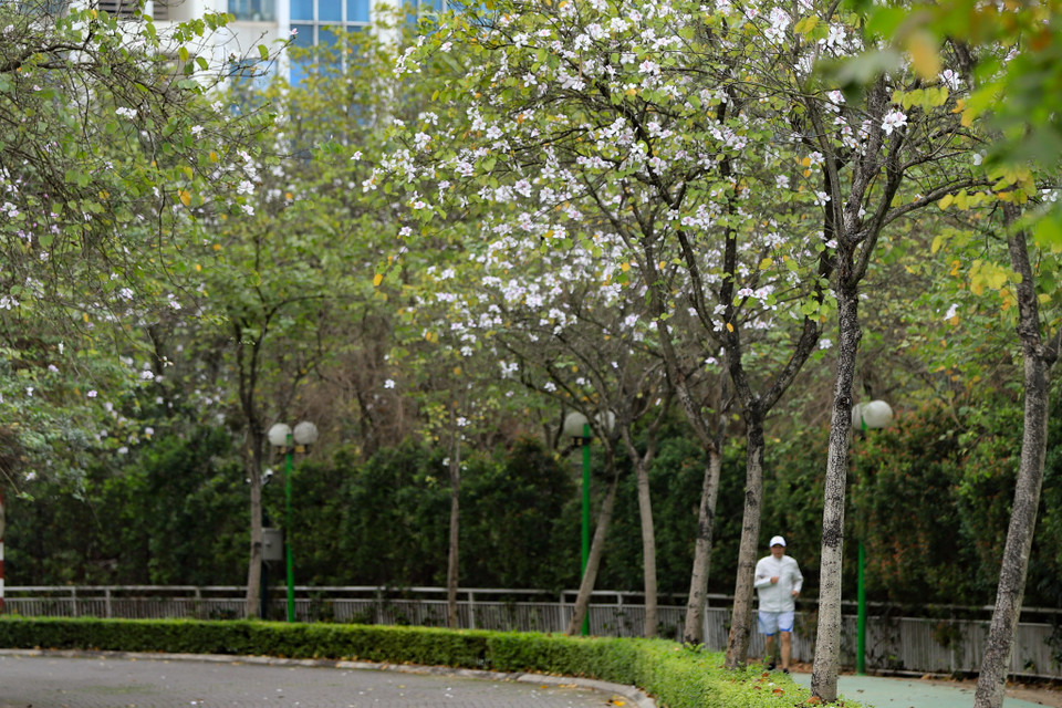 Hoa ban từng nở ‘trắng núi, trắng giời’ trong những trang ký của Nguyễn Tuân nay trổ sắc giữa mùa Xuân của Thủ đô Hà Nội khiến bao con tim phải xao xuyến ghé lại mà thưởng thức. (Ảnh: Hoài Nam/Vietnam+)