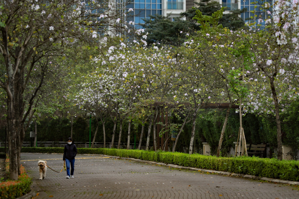 Dưới thời tiết mát mẻ của mùa Xuân, tản bộ dưới những cánh hoa ban bung nở trên đầu làm con người ta sảng khoái, thích chí như có thể đi mãi mà không mệt mỏi. (Ảnh: Hoài Nam/Vietnam+)