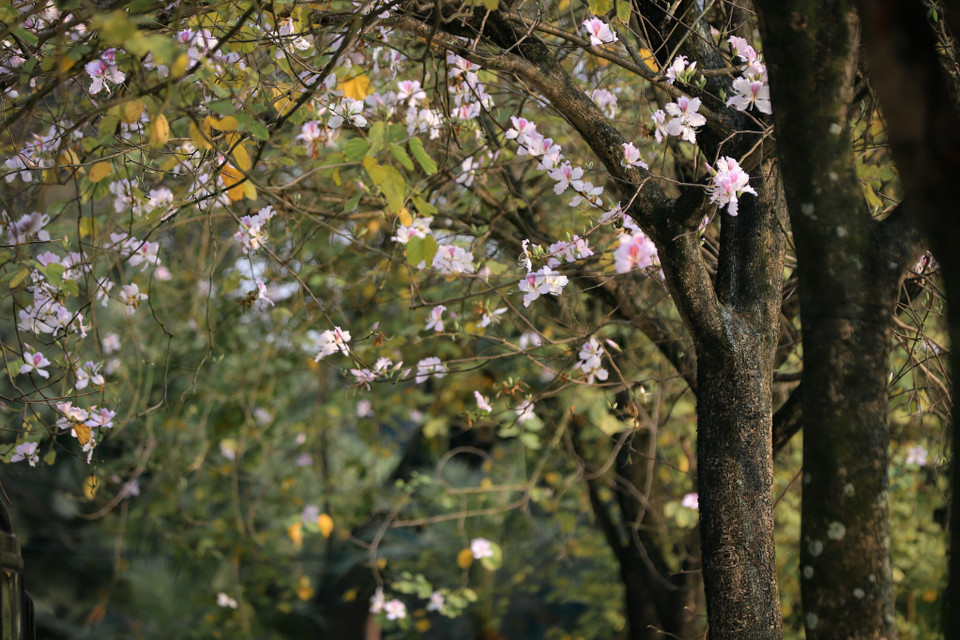 Hoa ban cũng là biểu tượng kiêu hãnh trong kho tàng văn học dân gian của đồng bào dân tộc vùng Tây Bắc, bởi đó là biểu trưng cho sự thuần khiết, trong sáng của người phụ nữ. (Ảnh: Hoài Nam/Vietnam+)