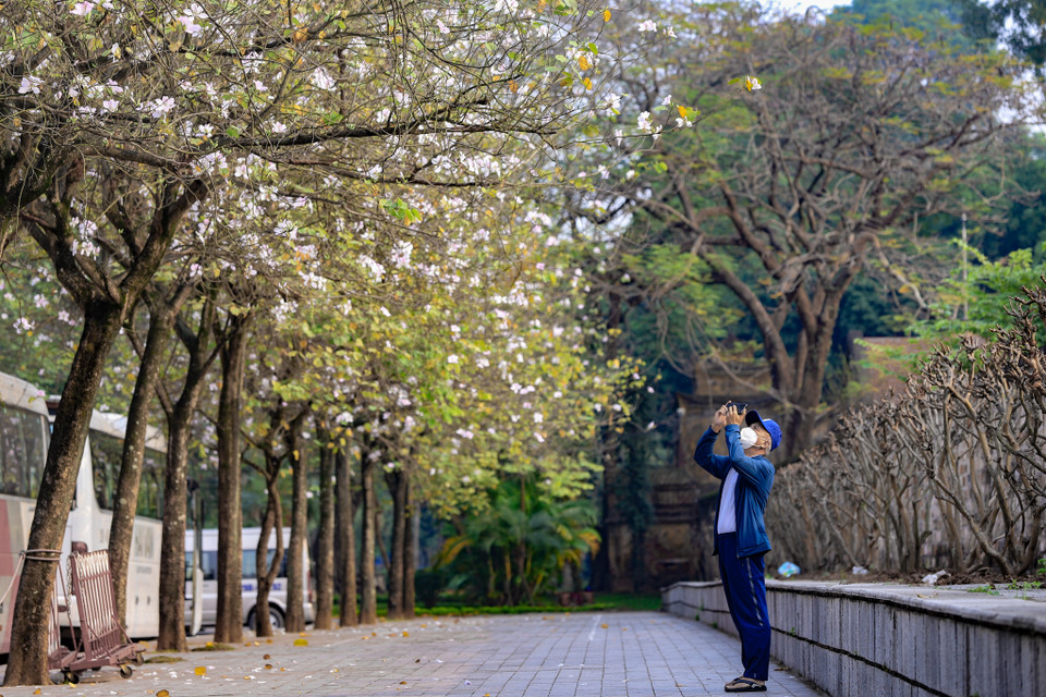Chẳng cần phải di chuyển lên Tây Bắc xa xôi, mọi người cũng có thể dễ dàng chiêm ngưỡng vẻ đẹp của hoa ban ngay giữa lòng Thủ đô tại con phố Bắc Sơn, Hoàng Diệu,… (Ảnh: Hoài Nam/Vietnam+)