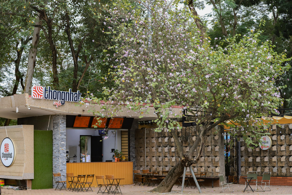 Vẻ đẹp của hoa ban tại góc quán cà phê cạnh công viên Thống Nhất. (Ảnh: Hoài Nam/Vietnam+)
