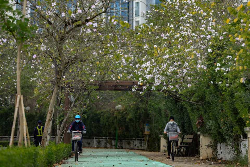 Hoa ban còn được trồng để làm cảnh quan trong các khu đô thị tạo cảnh rất yên bình và thiên nhiện hòa quyện với con người. (Ảnh: Hoài Nam/Vietnam+)